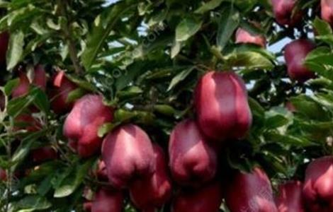 蛇果的种植技术要点（蛇果的种植技术要点是什么）