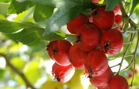 种植山楂的基本条件 种植山楂的基本条件有哪些
