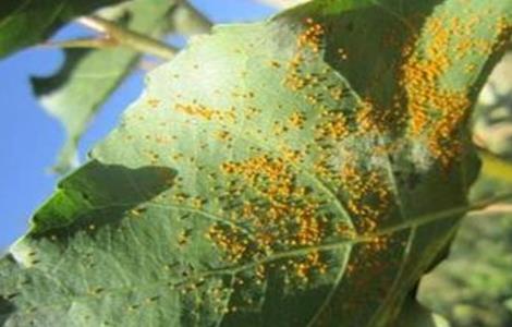 梨树常见病虫害防治(梨树常见病虫害防治视频)