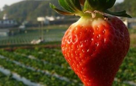 草莓着色不佳的原因和解决方法 草莓着色不佳的原因和解决方法视频