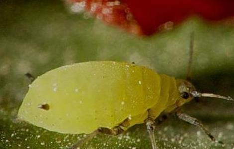 山竹的常见病虫害防治(山竹的管理和防病虫害)