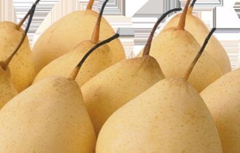 梨子的常见品种 梨子有什么品种