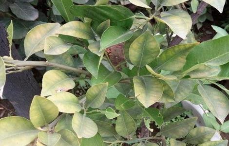 柠檬树叶片发黄怎么办（柠檬树嫩叶就发黄什么原因）