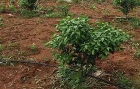 柑橘冬季防冻方法 柑橘冬季防冻方法是什么