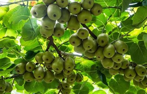 红心猕猴桃高产施肥方法 红心猕猴桃施肥方案