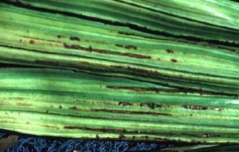 椰子常见病虫害防治方法 椰子病害虫害防治