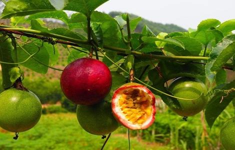 百香果高产施肥技巧 百香果高产施肥技巧图解