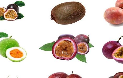 百香果种植的注意事项（百香果种植的注意事项和禁忌）