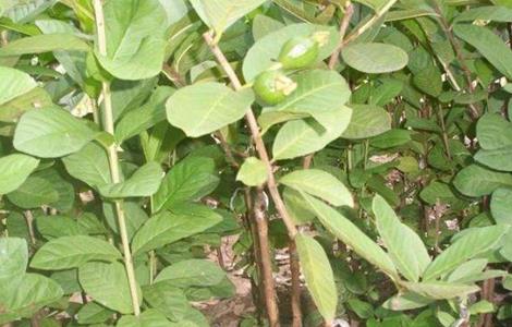 杨桃嫁接技术 杨桃嫁接技术要点