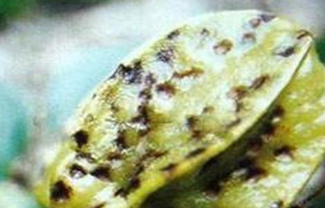 杨桃常见病虫害防治方法(杨桃常见病虫害防治方法图片)