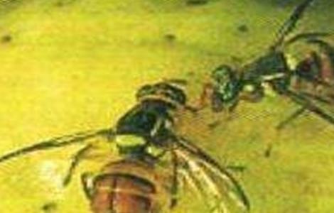 杨桃常见病虫害防治方法