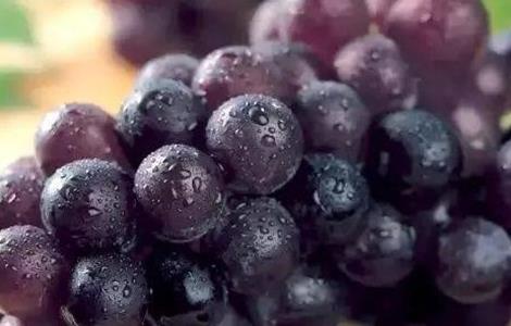 巨峰葡萄该怎么种（巨峰葡萄该怎么种植）