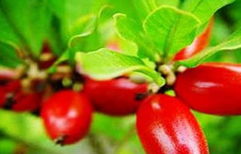 神秘果该怎么种 神秘果该怎么种植