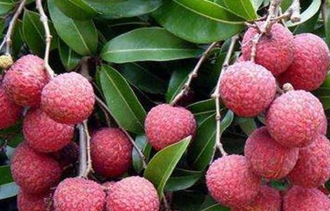 如何给荔枝施肥 如何给荔枝施肥呢