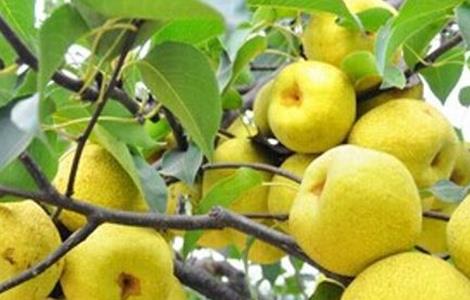 雪梨该怎么种（雪梨怎么种植视频）