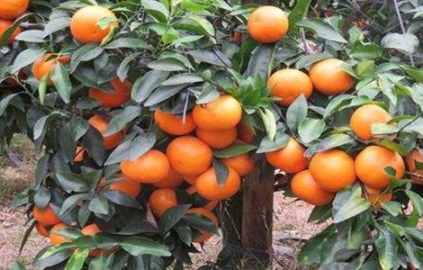 种植沃柑该注意些什么（沃柑种植要点）