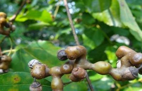 种植拐枣的注意事项（拐枣的养殖方法和注意事项）