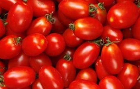 圣女果种植的注意事项 盆栽圣女果的养殖方法和注意事项