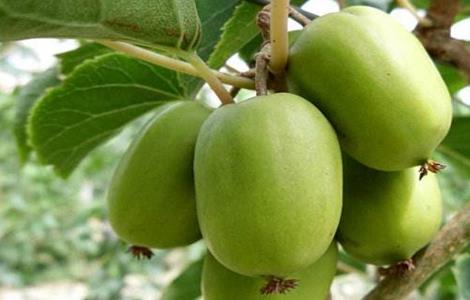 软枣猕猴桃的栽培技术（软枣猕猴桃的栽培技术指导书籍）