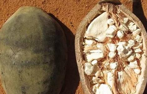 猴面包树该怎么种植（猴面包树盆栽）