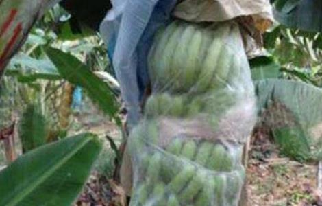 香蕉防寒过冬技术（香蕉树冬季防寒怎么样处理）