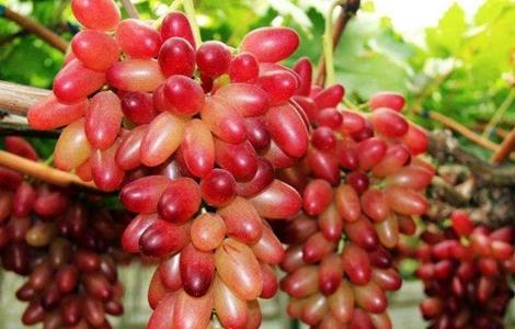 如何培育美人指葡萄 美人指葡萄的种植技术