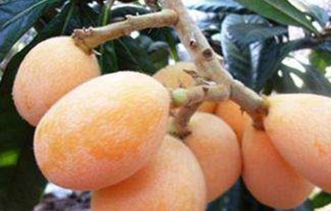 枇杷套袋的原因及方法 枇杷如何套袋