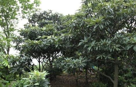 枇杷不结果的原因及解决方法（枇杷不结果怎么办）