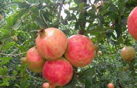 石榴不结果的原因 石榴为什么不结果