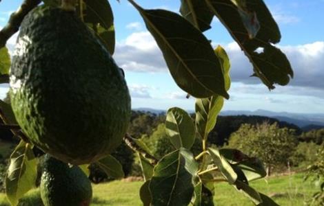 牛油果怎么种(牛油果怎么种植)