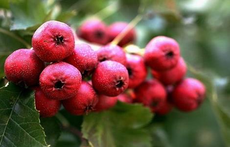 山楂的种植方法 山楂的种植方法和时间