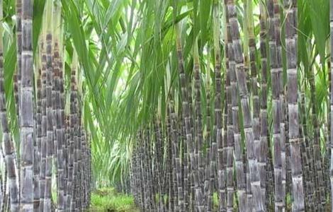 甘蔗拔节期的管理要点（甘蔗拔节期的时间）