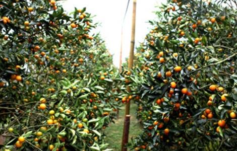 金桔的种植方法（金桔的种植方法和注意事项视频）