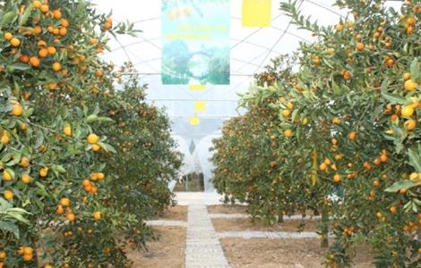 金桔 方法 种植