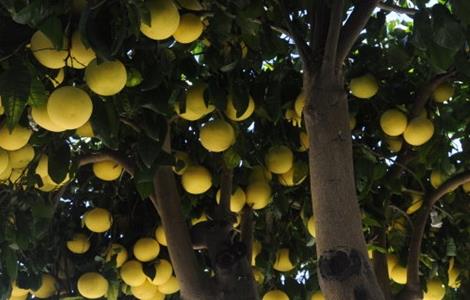 柚子树的高产栽培技术(柚子树的高产栽培技术与管理)