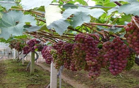 如何提高葡萄的座果率 如何提高葡萄的座果率和产量