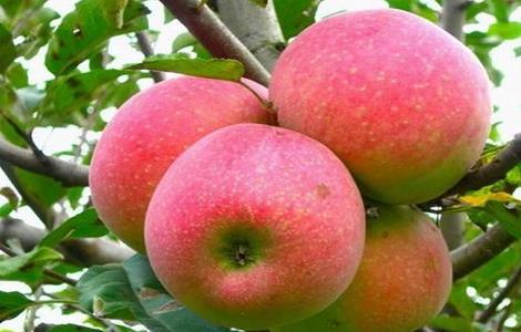 导致苹果早衰的原因（导致苹果早衰的原因是什么）