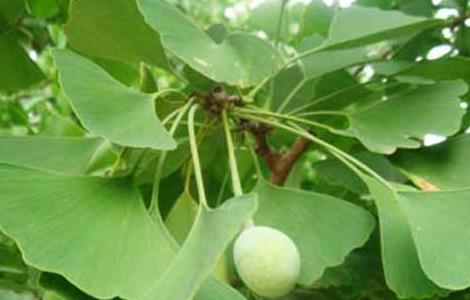 银杏落果怎么办（银杏落果怎么办才能成熟）