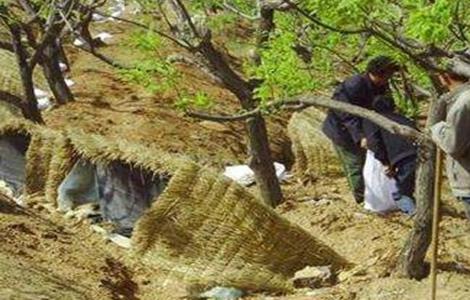 板栗采收后管理技术 板栗树采摘后的管理