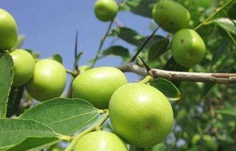 青枣种植的注意事项 青枣的种植条件