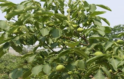 提高核桃产量的方法 如何提高核桃产量