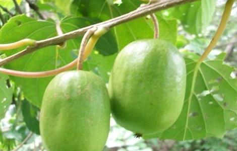 软枣猕猴桃种植注意事项 软枣猕猴桃种植注意事项视频