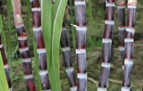 如何提高甘蔗的产量（如何提高甘蔗的产量呢）