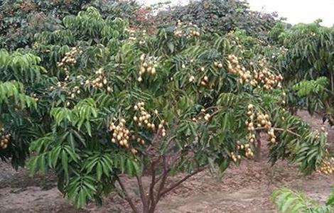 黄皮的种植条件（黄皮种植条件和区域）