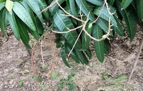 芒果落花落果的原因及防治方法 芒果怎么防止落花落果