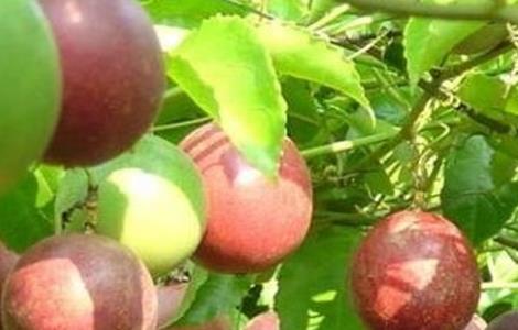 百香果怎么种好 百香果怎么种好吃