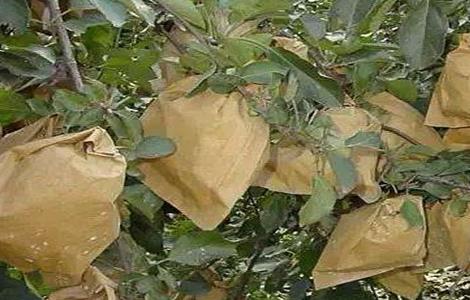 苹果套袋时间和方法(苹果套袋结束时间)