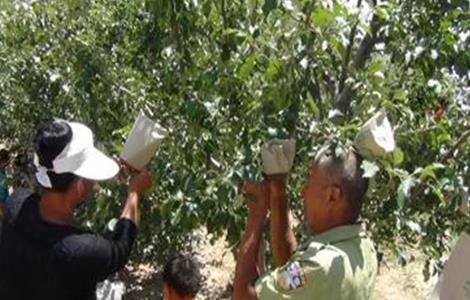 苹果套袋时间和方法