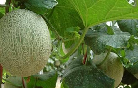 哈密瓜常见病虫害防治方法 哈密瓜的病虫害防治