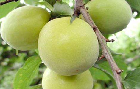 蛋黄果的种植方法(蛋黄果的种植方法和管理)